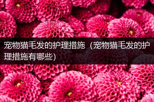 宠物猫毛发的护理措施（宠物猫毛发的护理措施有哪些）