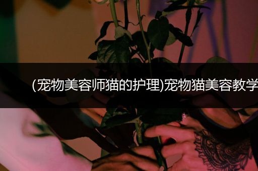 （宠物美容师猫的护理)宠物猫美容教学