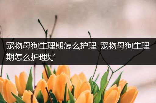 宠物母狗生理期怎么护理-宠物母狗生理期怎么护理好