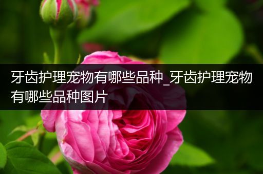 牙齿护理宠物有哪些品种_牙齿护理宠物有哪些品种图片